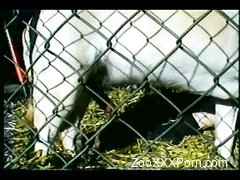 Stunning white pony is getting into a hot bestiality