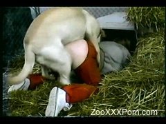 Sweet muscled dog fucks an awesome bitch in the hayloft
