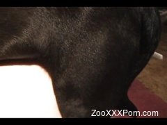 Stunning amateur bestiality porn with a horny as fuck animal