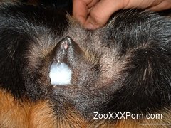 Closeup dog sex on cam with finger fucking and creampie