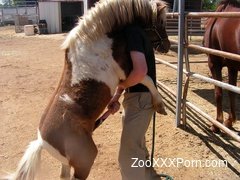 Horny pony naughty xxx zoophilia sex tape