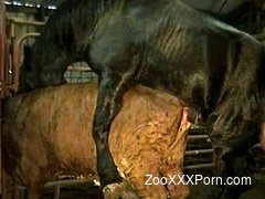 Stalliong bangs cow in crazy amateur zoo porn movie