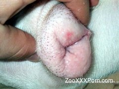 Dog fucking amateur porn in highly detailed scenes