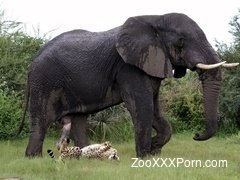 Exotic wild bestiality with a giant elephant and tiger