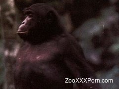Two small baboons have awesome oral sex in the forest