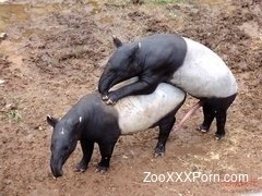 Ant eater has an extremely massive boner for such a small animal