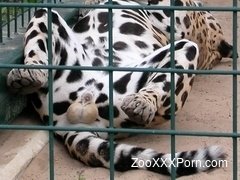 Lion bangs his lovely gf from behind on the grass