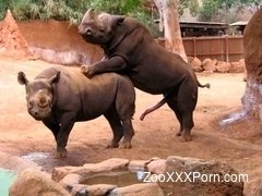 Brutal night sex of two dinosaur-like rhinos