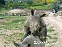 Natural bestial sex of two hardcore rhinos